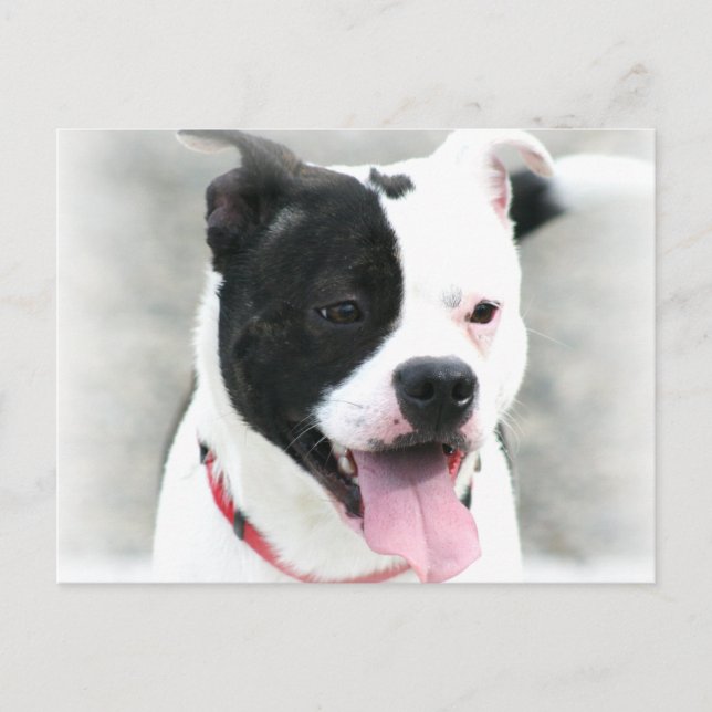 American Staffordshire Terrier Postkarte (Vorderseite)