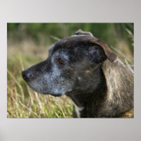 American Staffordshire Terrier Prints