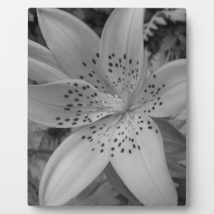 American Tiger Lily Fotoplatte