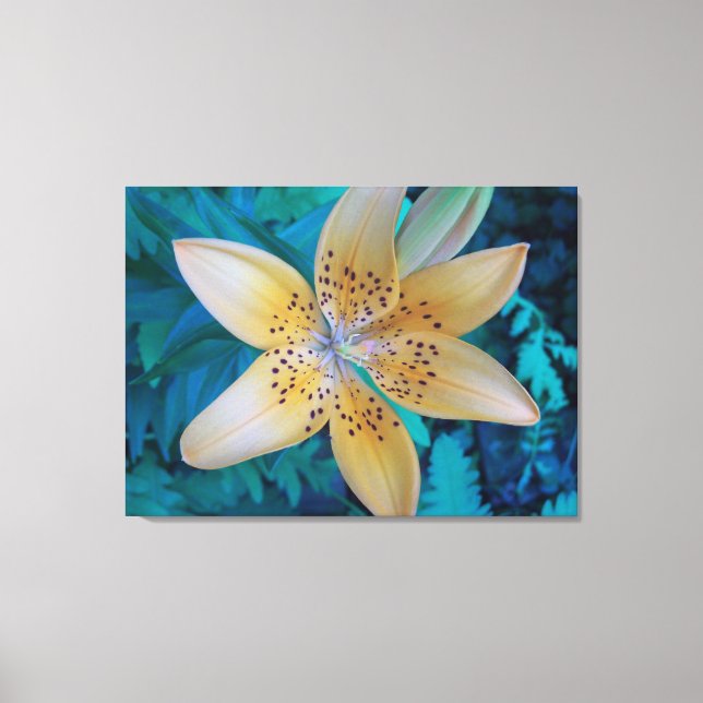 American Tiger Lily Leinwanddruck (Vorderseite)
