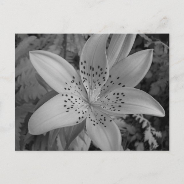 American Tiger Lily Postkarte (Vorderseite)