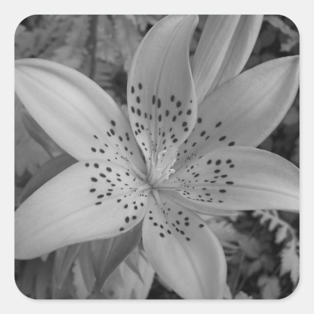 American Tiger Lily Quadratischer Aufkleber (Vorderseite)
