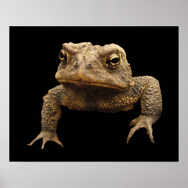 American Toad Poster (Vorne)