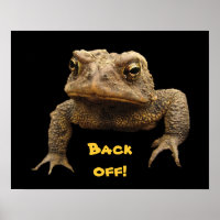 American Toad