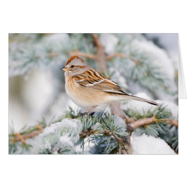 American Tree Sparrow im Winter (Vorderseite (Horizontal))