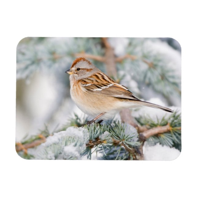 American Tree Sparrow im Winter Magnet (Horizontal)