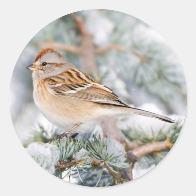 American Tree Sparrow im Winter Runder Aufkleber (Vorderseite)