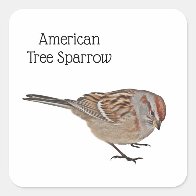 American Tree Sparrow Quadratischer Aufkleber (Vorderseite)
