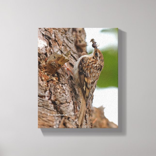 American Treecreeper mit Bug Leinwanddruck (Vorderseite)