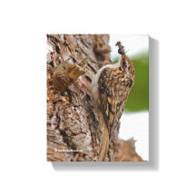 American Treecreeper mit Bug