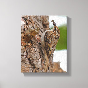 American Treecreeper mit Bug Leinwanddruck