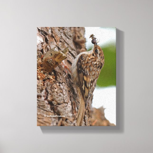 American Treecreeper mit Bug Leinwanddruck (Vorderseite)
