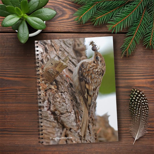 American Treecreeper mit Bug Notizblock (American Treecreeper with a Bug Journal Cover Photo)