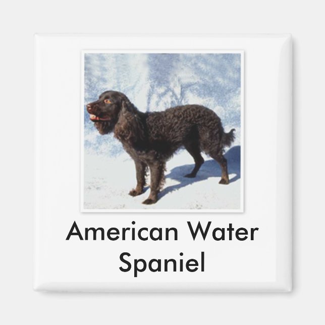 American Water Spaniel Magnet (Vorne)