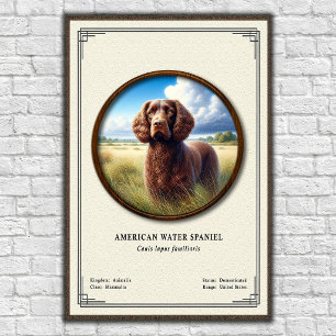 American Water Spaniel Zoologie-Serie Poster