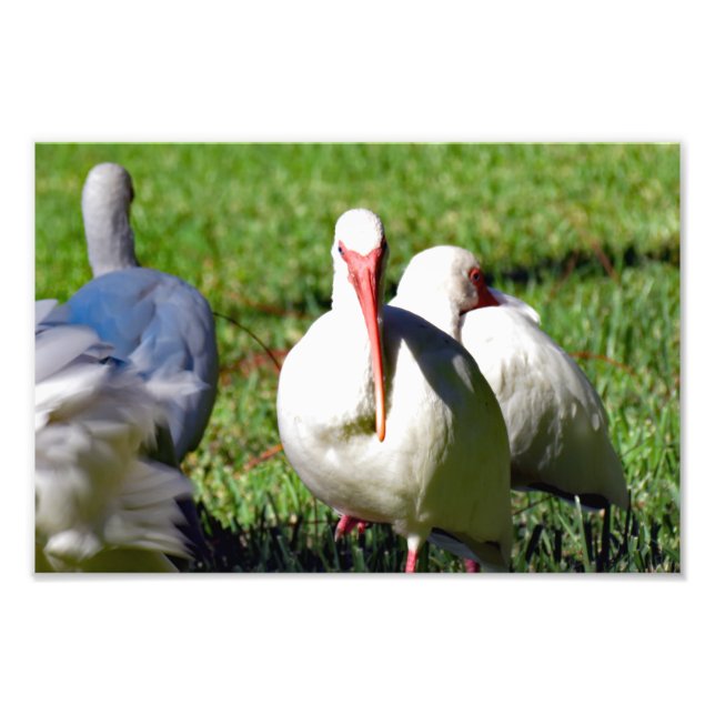 American White Ibis Fotodruck (Vorne)