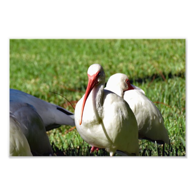 American White Ibis Fotodruck (Vorne)