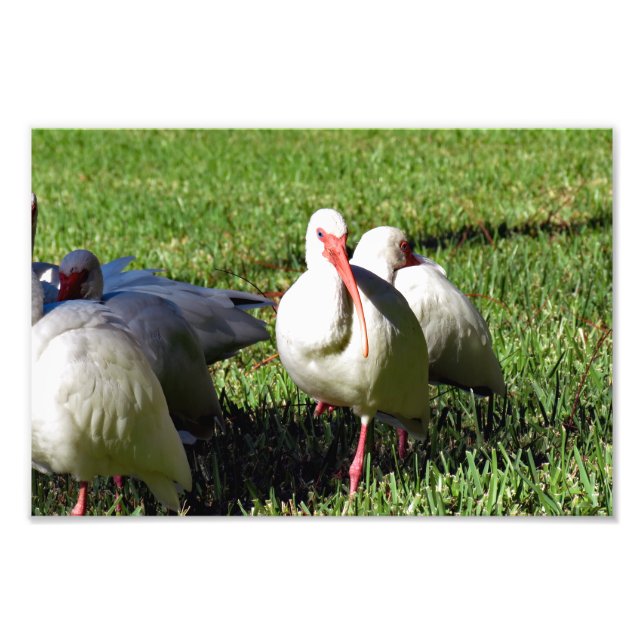 American White Ibis Fotodruck (Vorne)