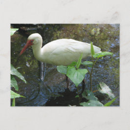 American White Ibis Postkarte