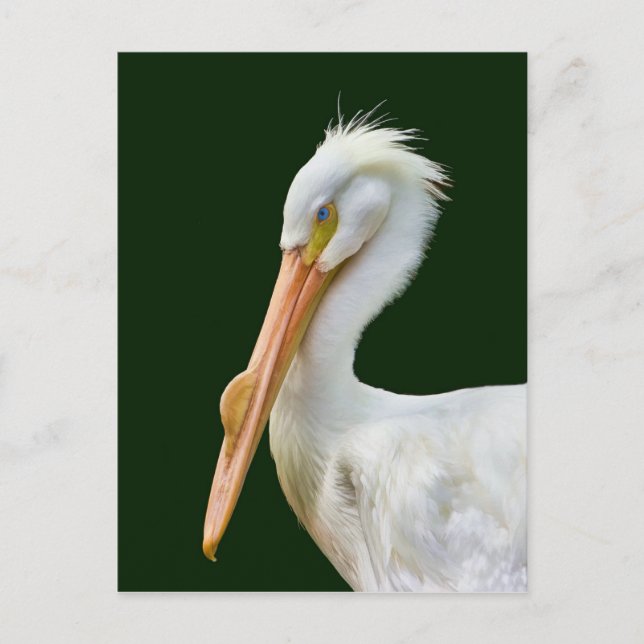 American White Pelican Bird Postcard Postkarte (Vorderseite)