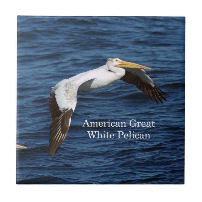 American White Pelican Fliese (Vorderseite)