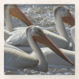 American White Pelican Nature Fotografy Glasuntersetzer