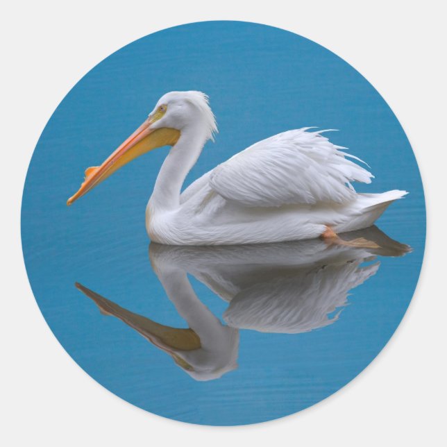 American White Pelican on Water Sticker (Vorderseite)