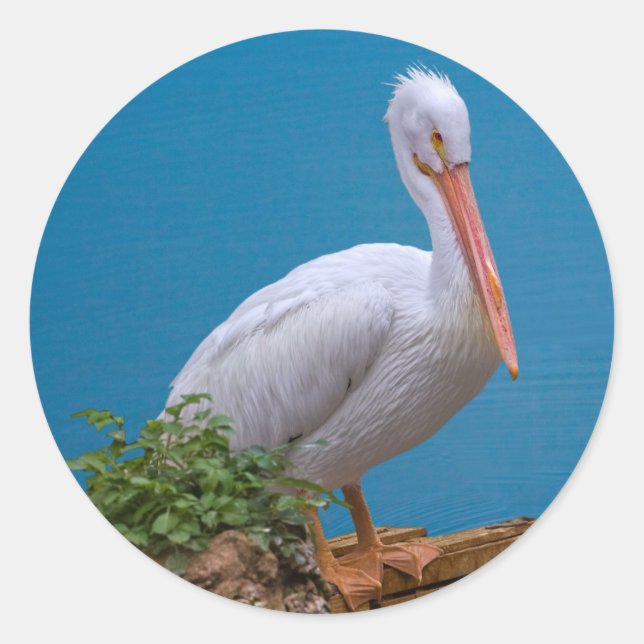 American White Pelican Sticker (Vorderseite)