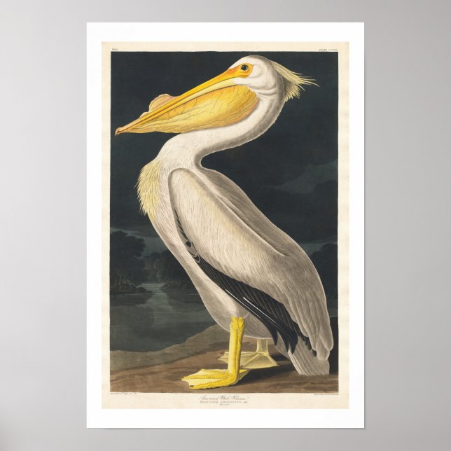 American White Pelican von Audubon Poster (Vorne)