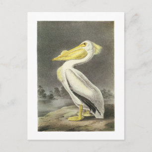 American White Pelican von Audubon Postkarte