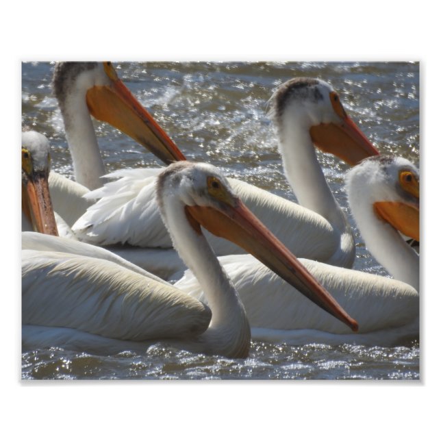 American White Pelicans Fotografie (Vorne)