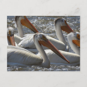 American White Pelicans Just Sprichwort Hi Postkarte