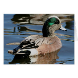 American Widgeon Drake