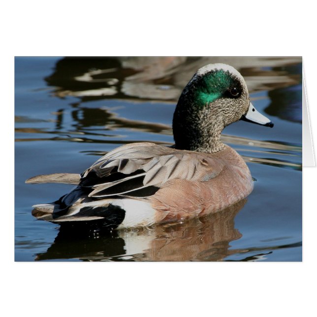 American Widgeon Drake (Vorderseite (Horizontal))