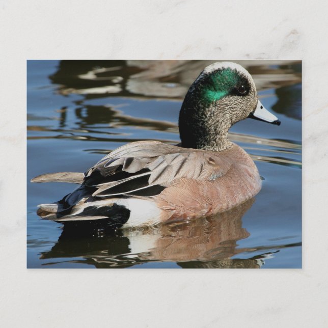 American Widgeon Drake Postkarte (Vorderseite)