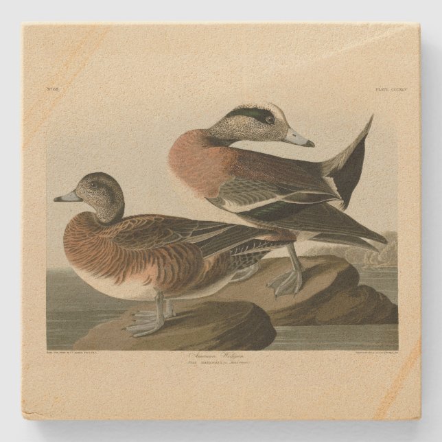 American Widgeon von Audubons Vögeln Amerikas Steinuntersetzer (Vorderseite)