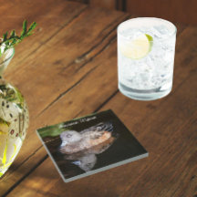 American Widgeon Wildlife Foto