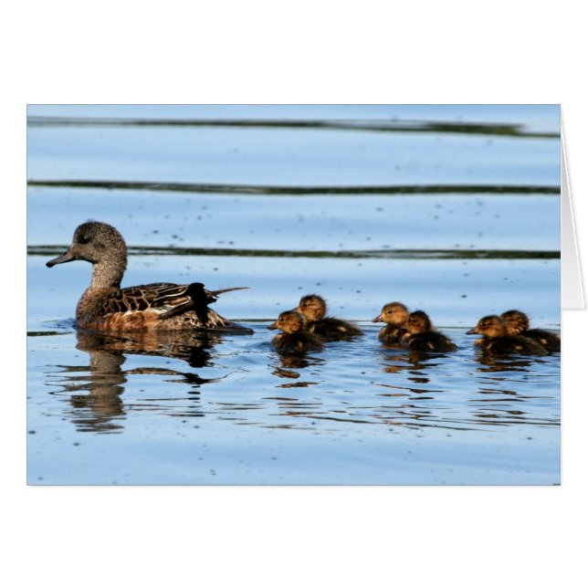 American Wigeon Brood 2 (Vorderseite (Horizontal))