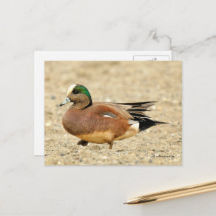 American Wigeon Duck Walking the Beach Postkarte
