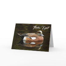 American Wigeon Nature Foto Vatertag