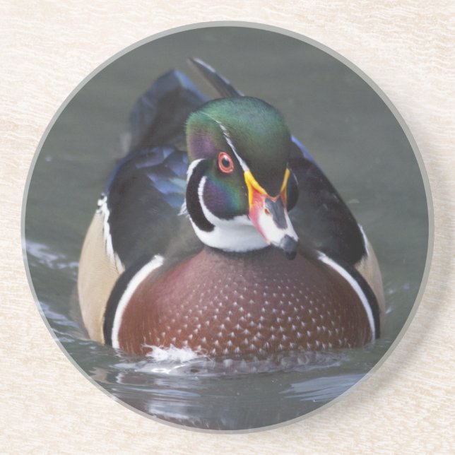 American Wood Duck Untersetzer (Vorne)