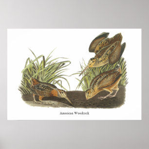 American Woodcock, John Audubon Print Poster