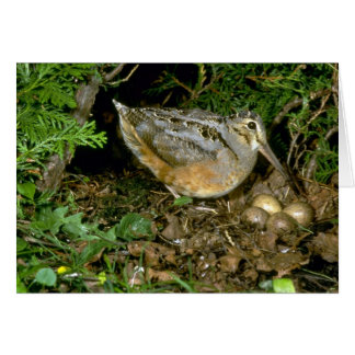 American Woodcock mit Eiern