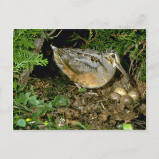 American Woodcock mit Eiern Postkarte