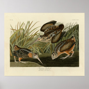 American Woodcock von Audubons Vögeln von Amerika Poster