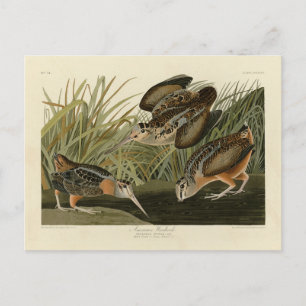 American Woodcock von Audubons Vögeln von Amerika Postkarte
