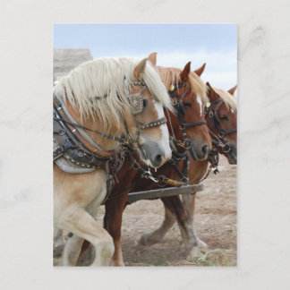 American Work Horse Postkarte