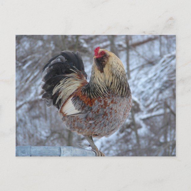 AMERICANA ROOSTER IN WINTERGIFTEN POSTKARTE (Vorderseite)