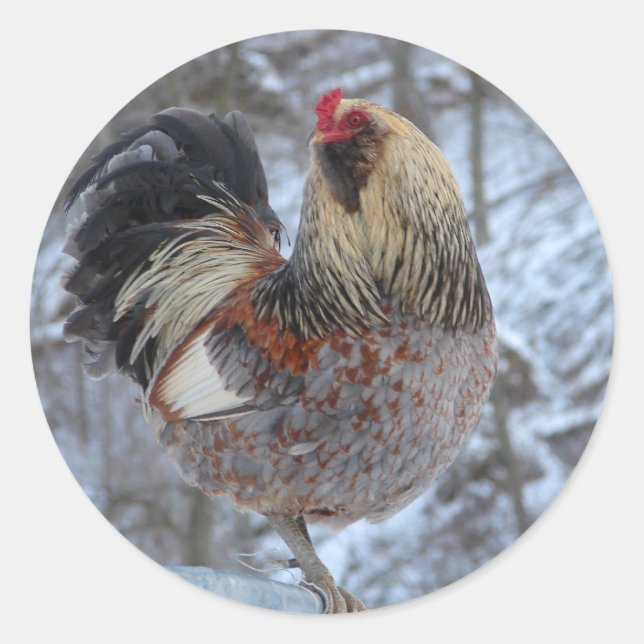 AMERICANA ROOSTER IN WINTERGIFTEN RUNDER AUFKLEBER (Vorderseite)