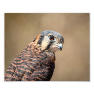 Amerikaner10x8 Kestrel Fotodruck